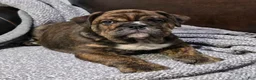 English Bulldog dogs for sale: Kelly - Ad 2