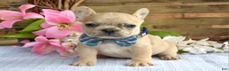 French Bulldog dogs for sale: Finn  - Ad 11