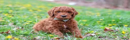 Goldendoodle dogs for sale: Carson F1b - Ad 7