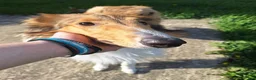 Collie dogs for sale: Tinkerbell - Ad 6