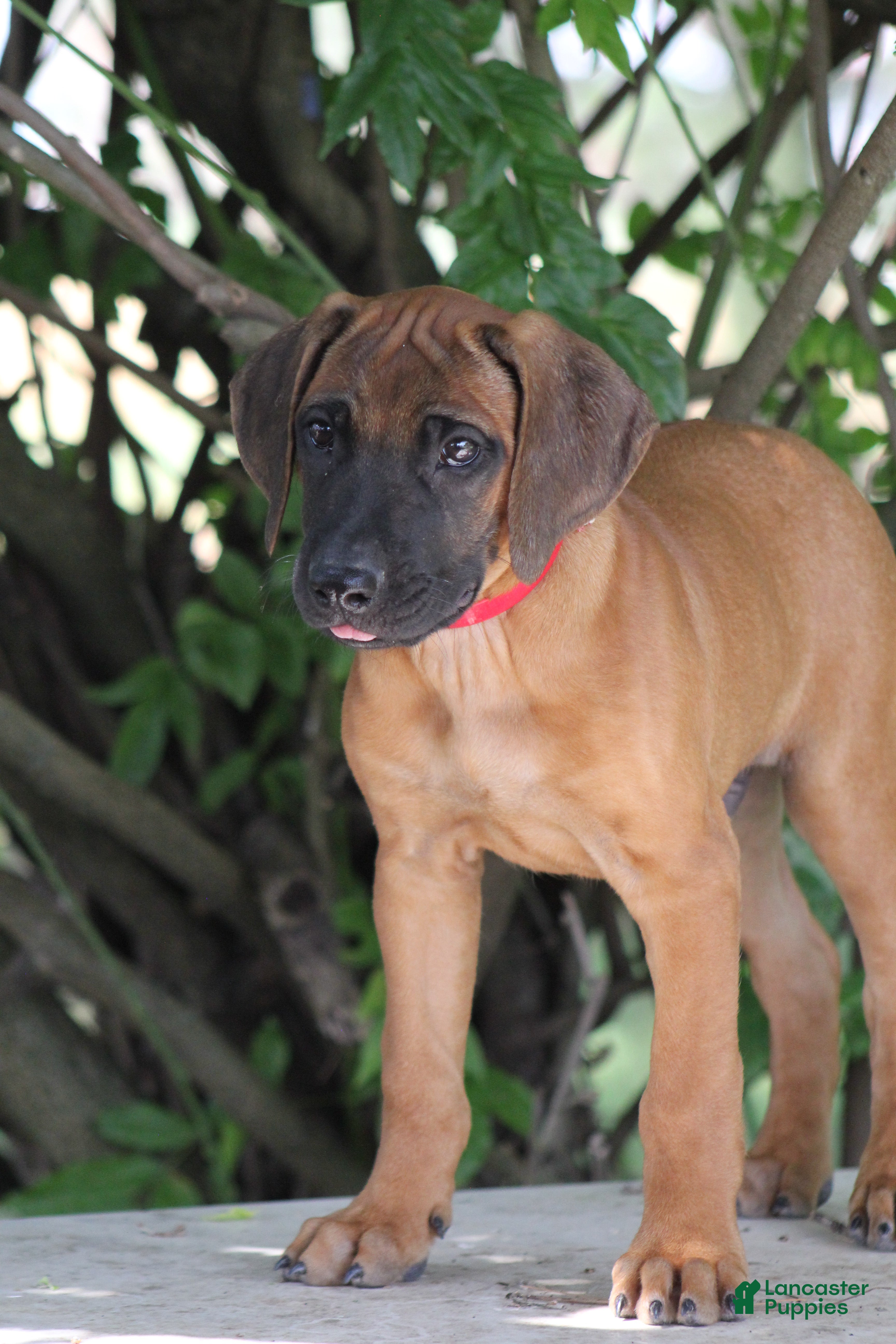 Rhodesian Ridgeback dogs Bruno - Ad 2