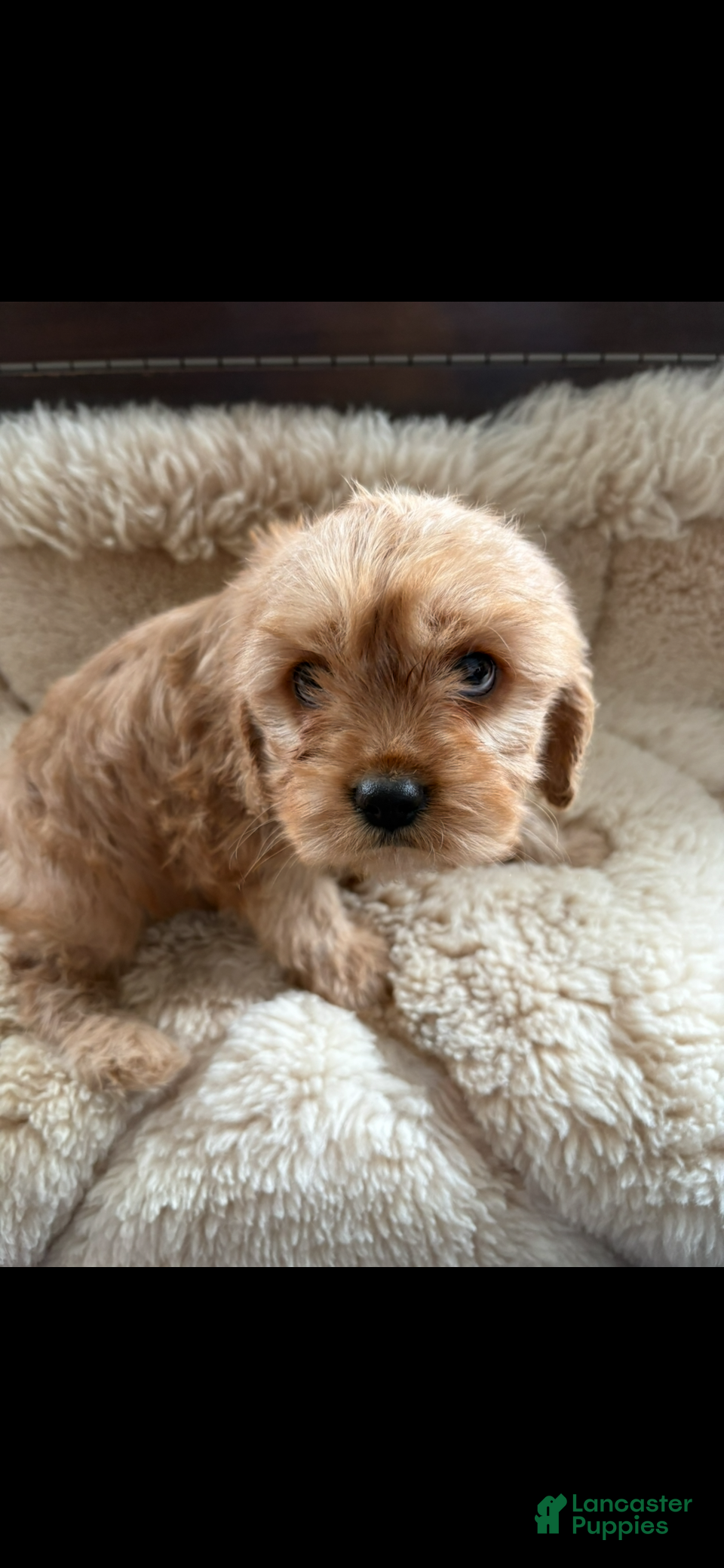 Cavachon dogs Cavachon Puppy 1 - Ad 30