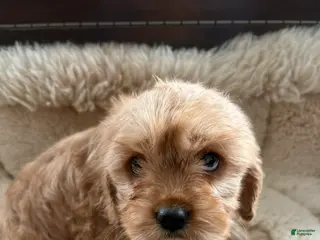 Cavachon dogs Cavachon Puppy 1 - Ad 27