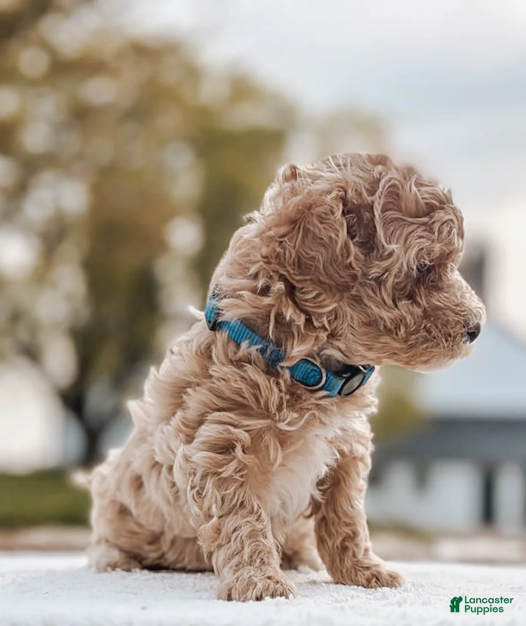 Maltipoo dogs for sale: Charlie - Ad 1