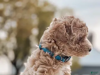 Maltipoo dogs for sale: Charlie - Ad 2