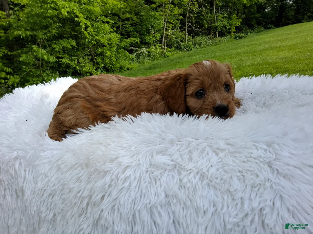 Cavapoo dogs for sale: Prince - Ad 1