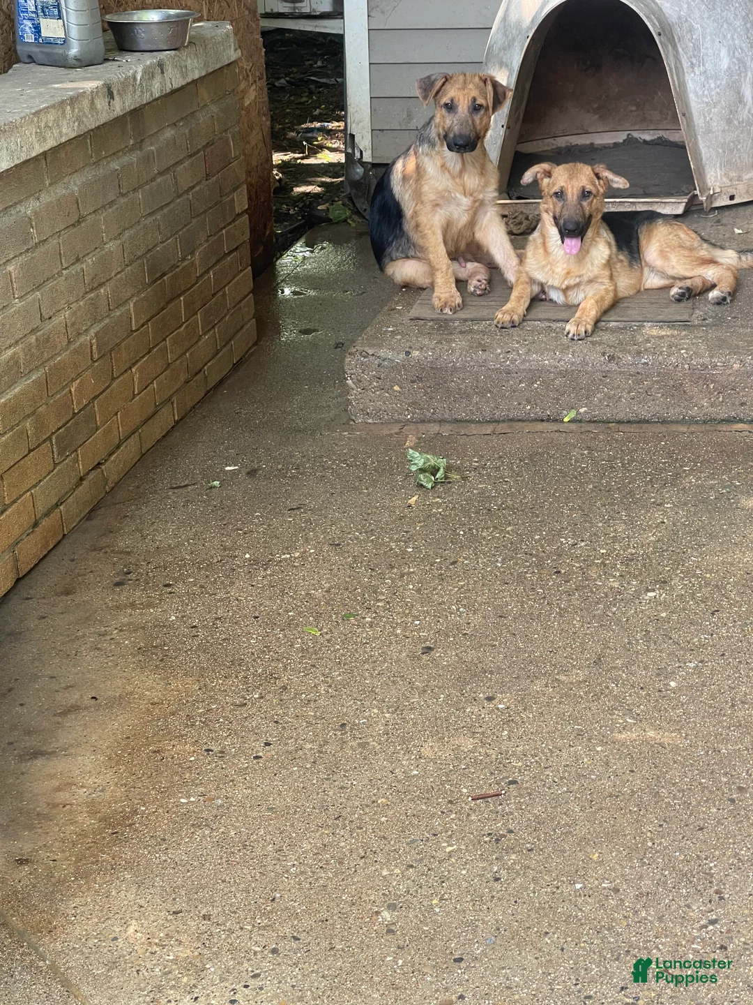 German Shepherd dogs for sale: Lulu - Ad 1