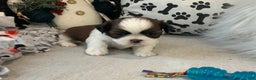 Shih Tzu dogs for sale: Tommy - Ad 5