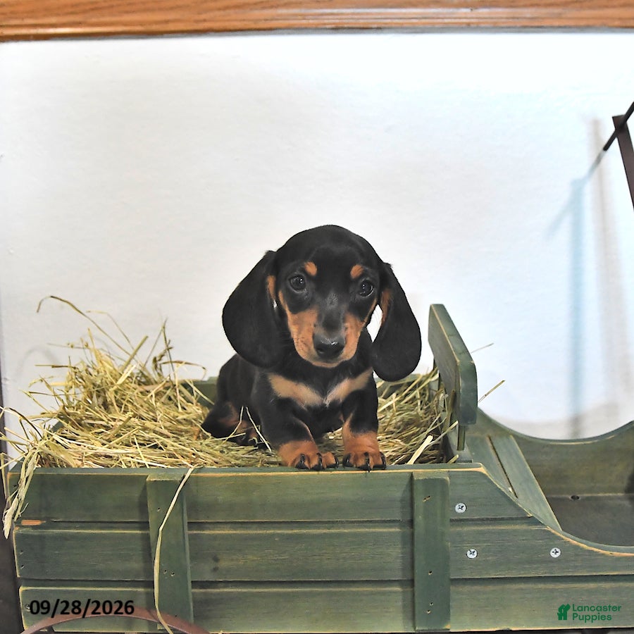 Miniature Dachshund dogs Josie - Ad 1