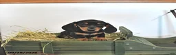 Miniature Dachshund dogs for sale: Josie - Ad 1