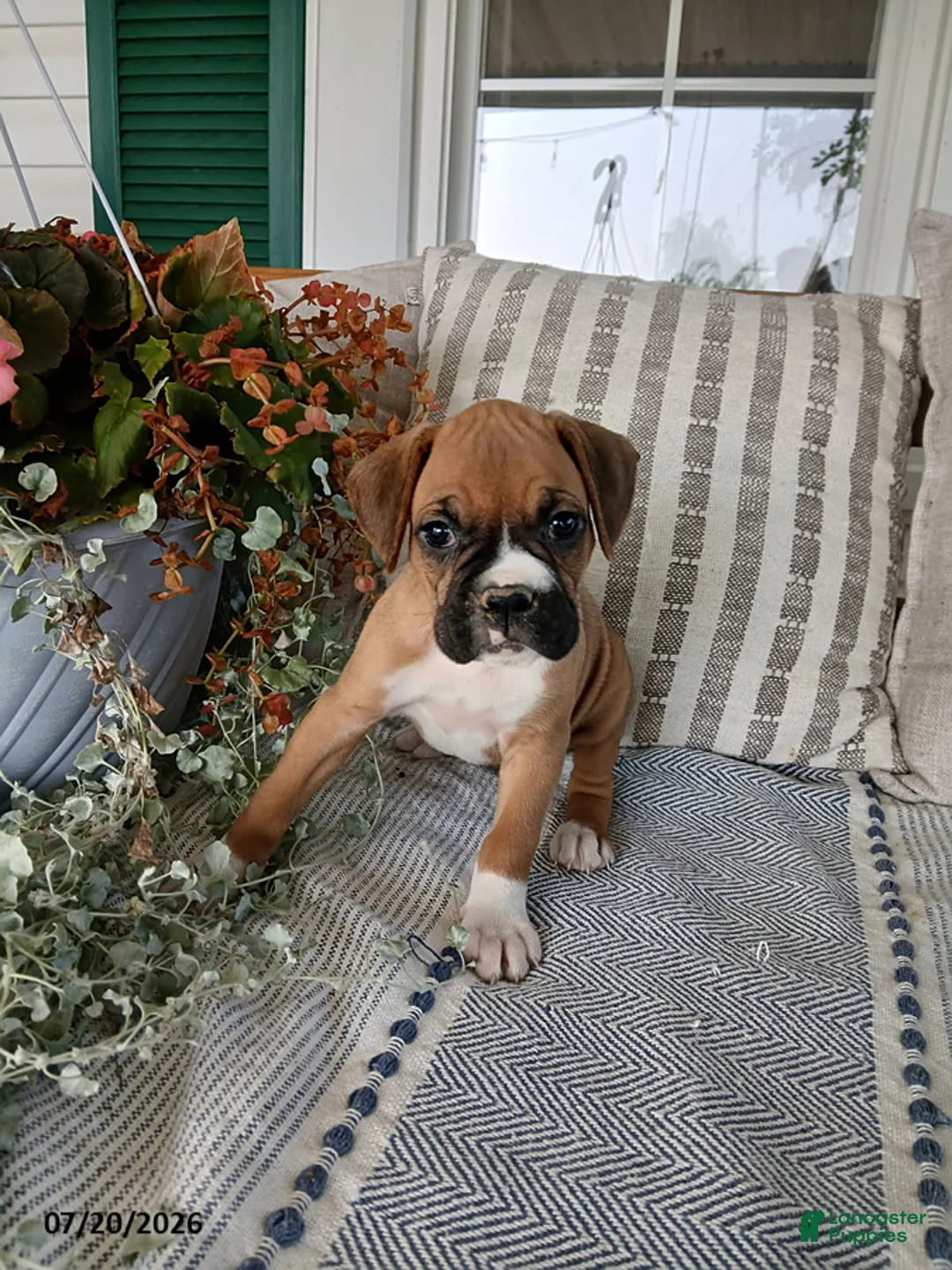 Boxer dogs for sale: Sassafras - Ad 1