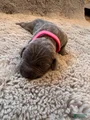 Weimaraner Puppy 2