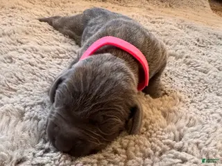 Weimaraner dogs for sale: Weimaraner Puppy 2 - Ad 1