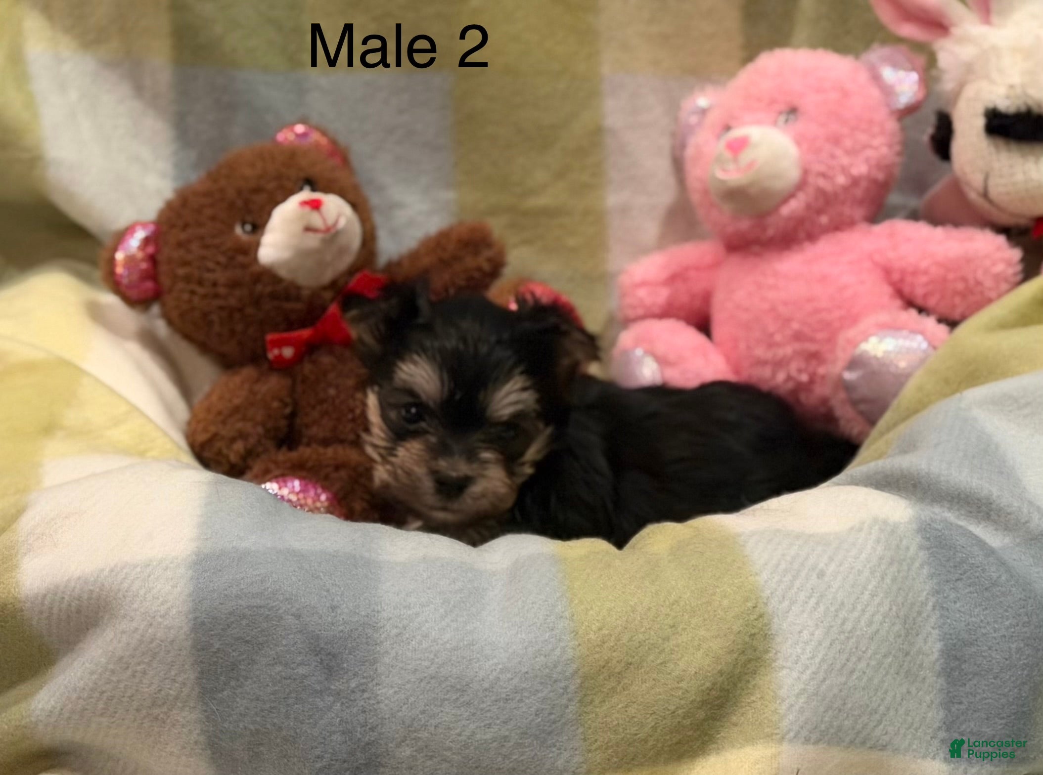 Morkie dogs Morkie Larry - Ad 2