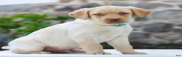 Labrador Retriever dogs for sale: Toby  - Ad 3