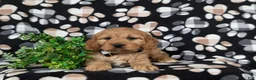Cockapoo dogs for sale: Doyle - Ad 5