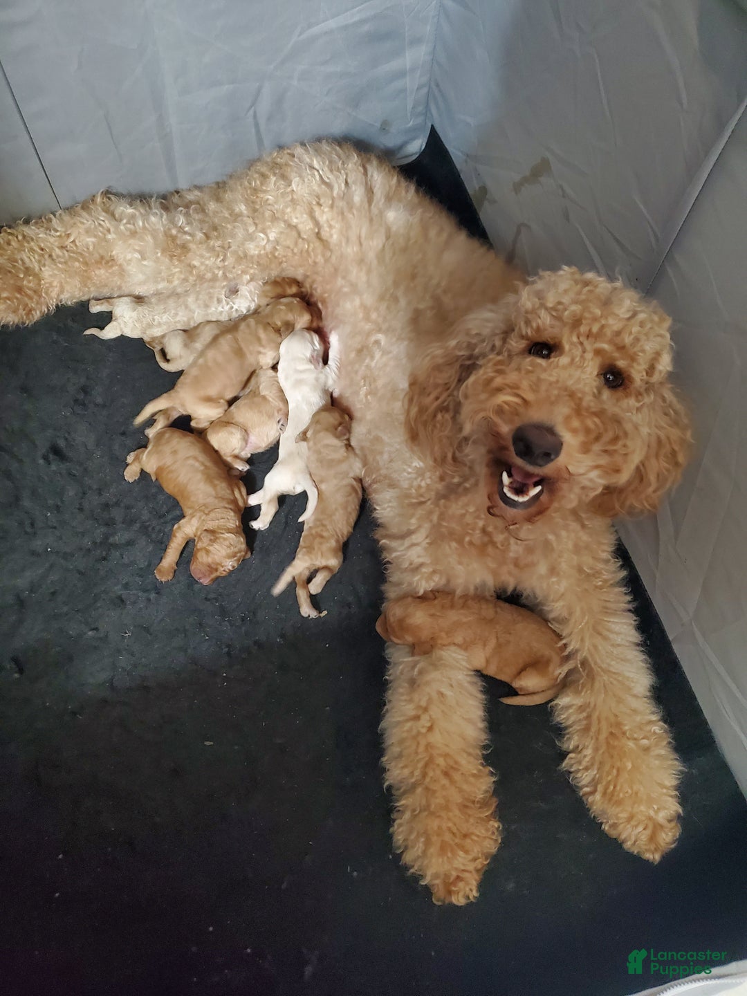 Goldendoodle dogs for sale: Goldendoodle Puppy 5 - Ad 2