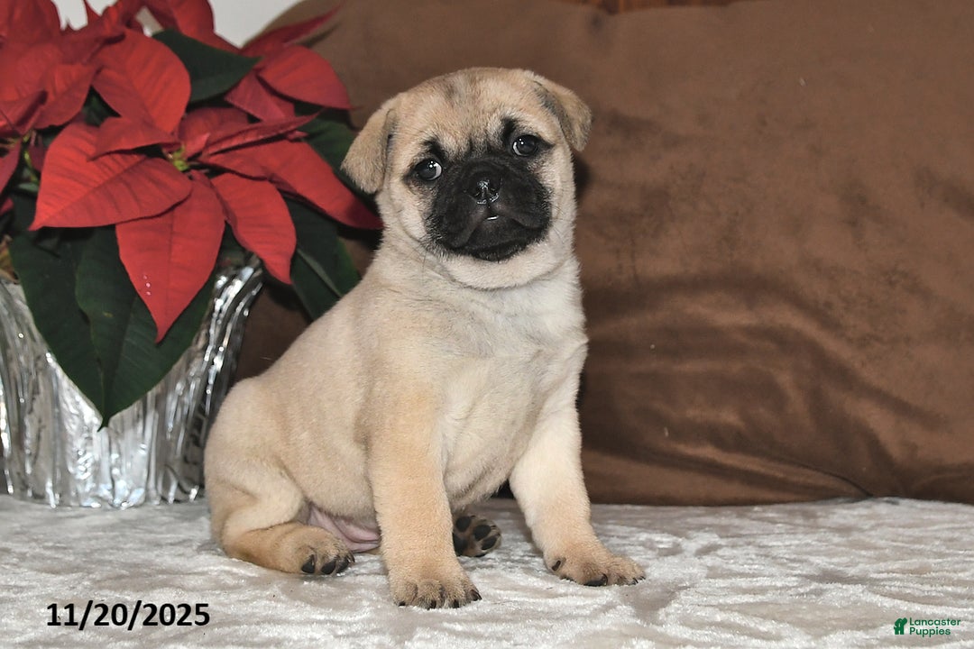 Mixed Breed dogs for sale: Beauty - Ad 7