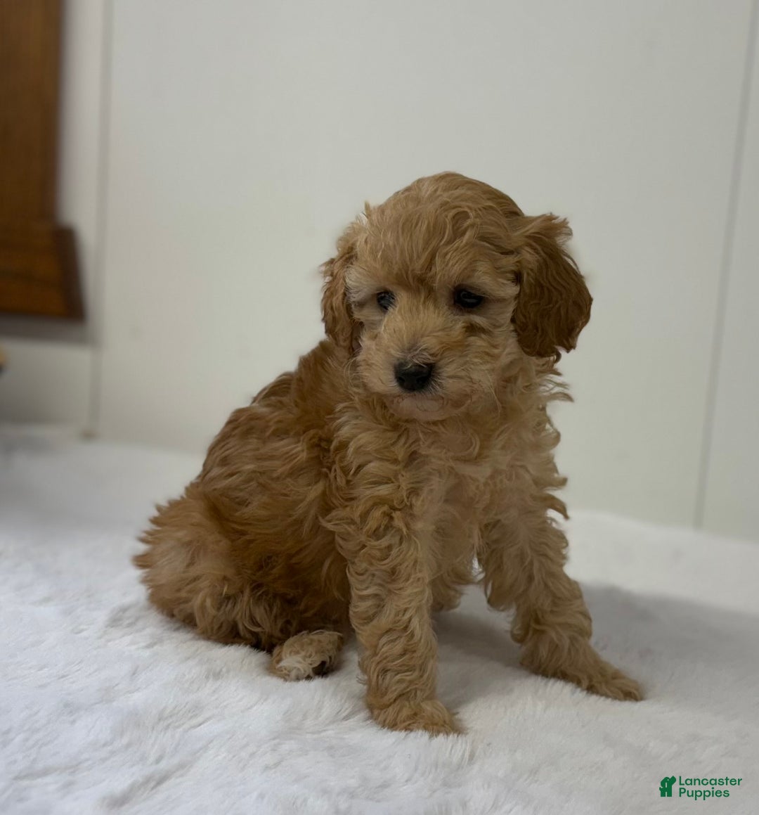 Mini Goldendoodle dogs for sale: Penelope  - Ad 6