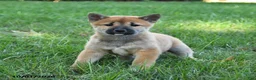 Shiba Inu dogs for sale: Ginger - Ad 5