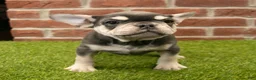 French Bulldog dogs for sale: Mandy - Ad 7