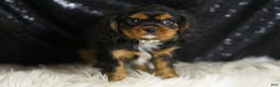 Cavalier King Charles Spaniel dogs for sale: Valentino - Ad 5