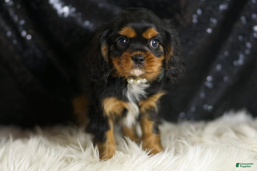 Cavalier King Charles Spaniel dogs for sale: Valentino - Ad 5