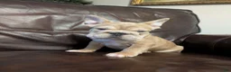 French Bulldog dogs for sale: Peter  - Ad 3