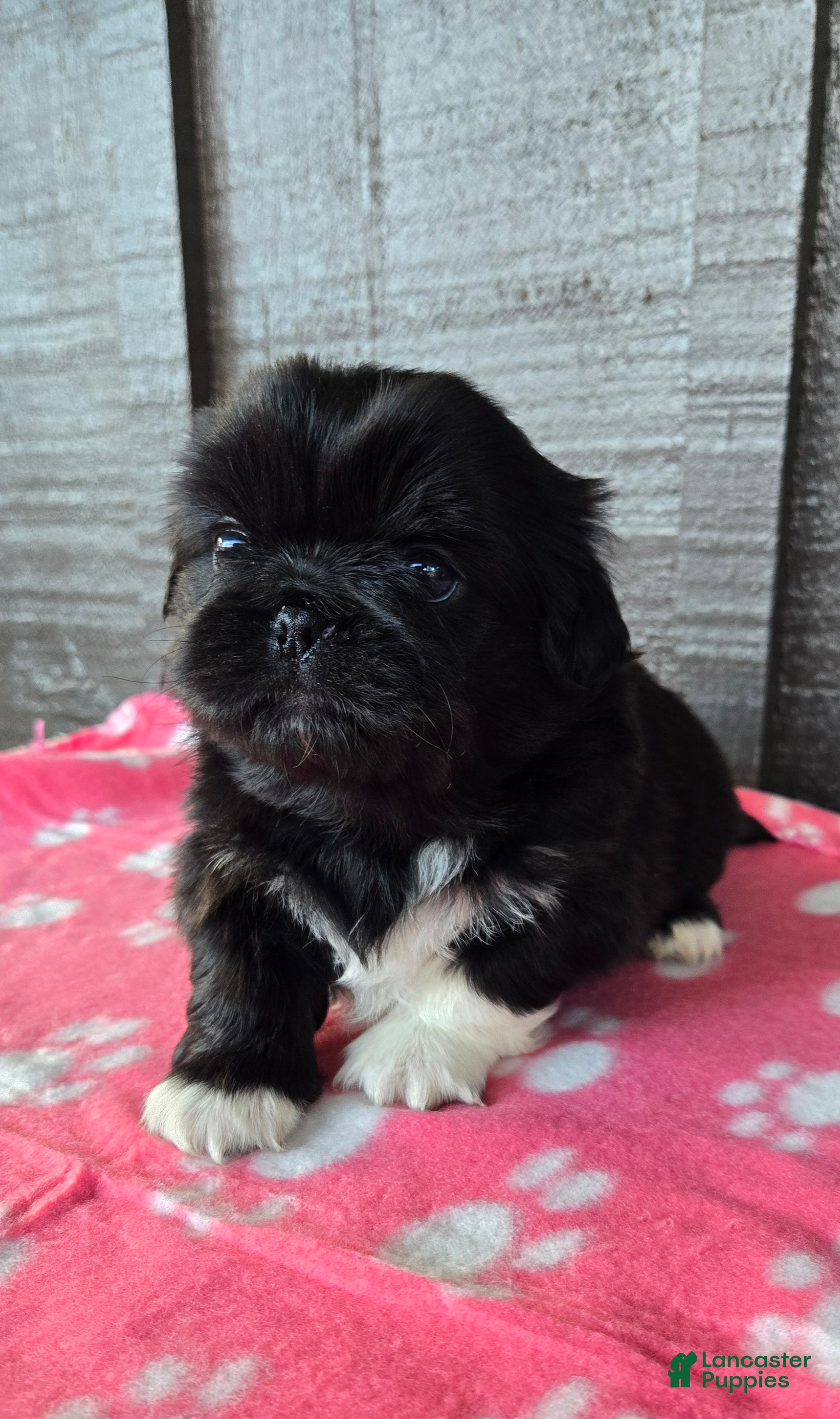 Pekingese dogs Wednesday  - Ad 5