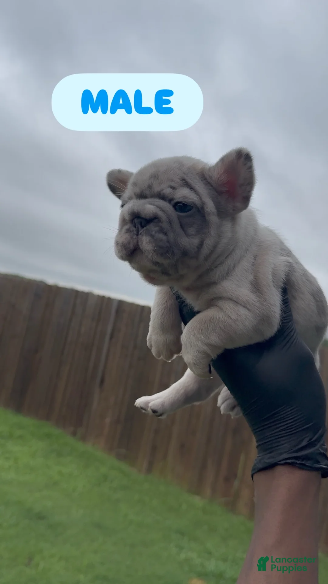 French Bulldog dogs for sale: Boy 3 - Ad 1