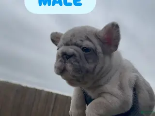 French Bulldog dogs Boy 3 - Ad 17
