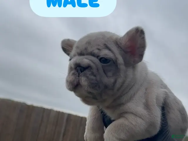 French Bulldog dogs Boy 3 - Ad 16