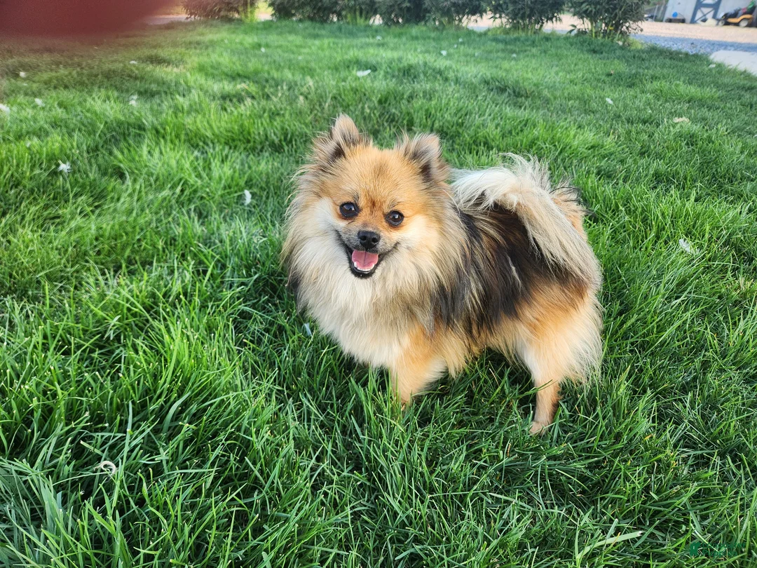 Pomapoo dogs for sale: Latte - Ad 11