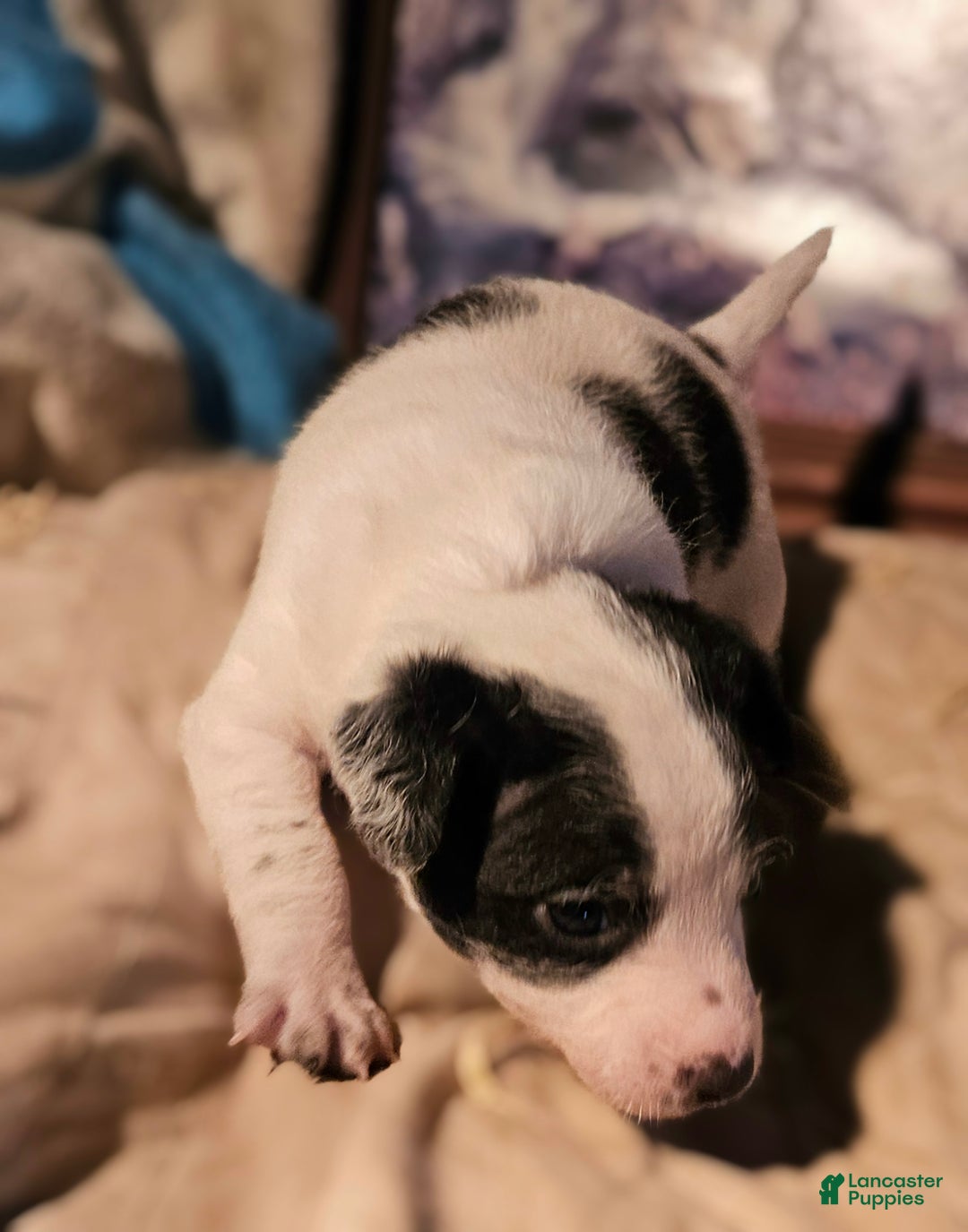 Chihuahua dogs for sale: Rocky - Ad 11