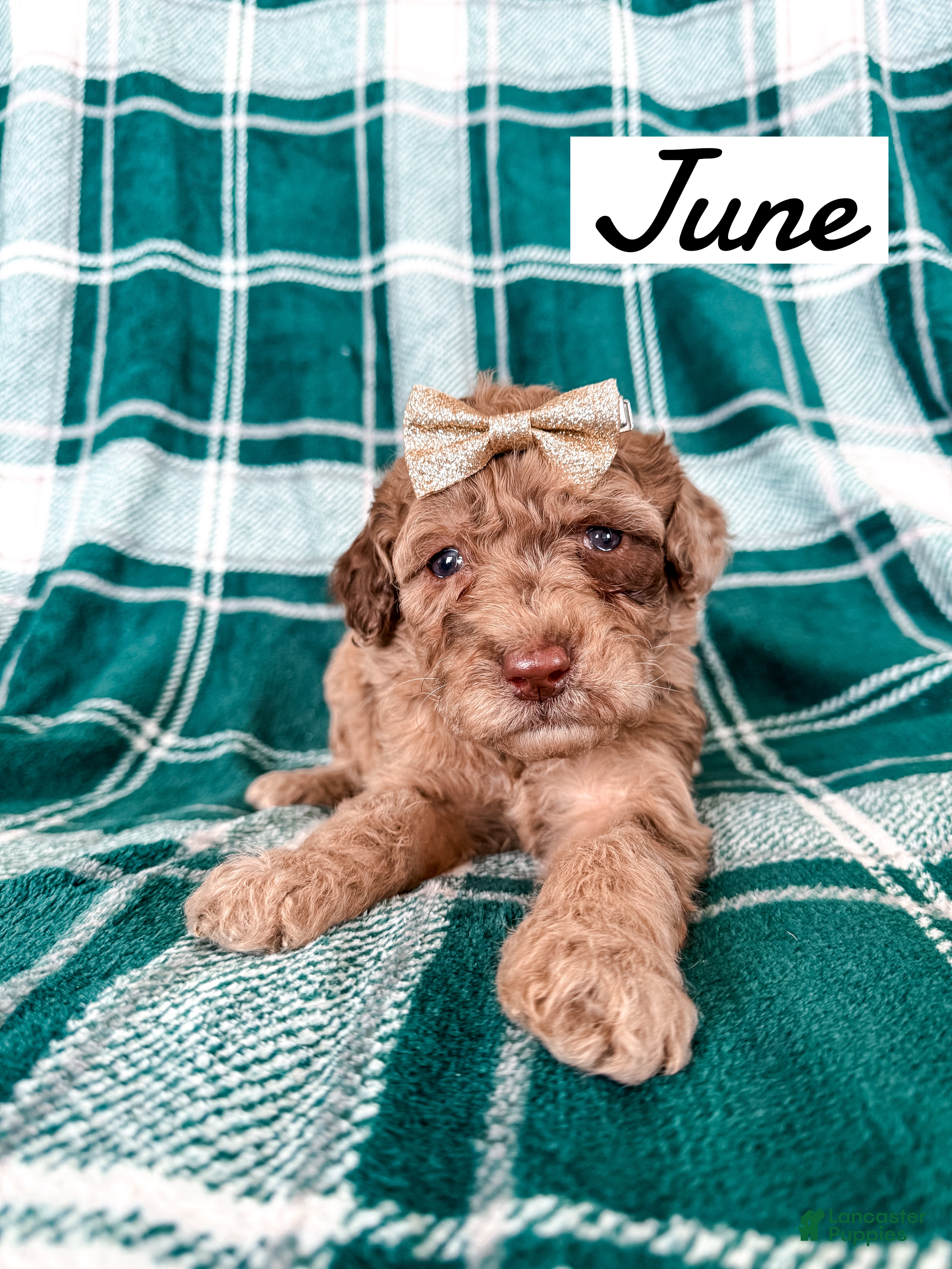 Aussiedoodle dogs June - Ad 34