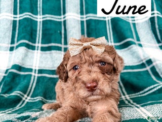 Aussiedoodle dogs June - Ad 26