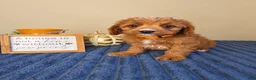 Cavapoo dogs for sale: George  - Ad 3