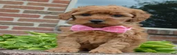 Mini Goldendoodle dogs for sale: Mini Gabby - Ad 15