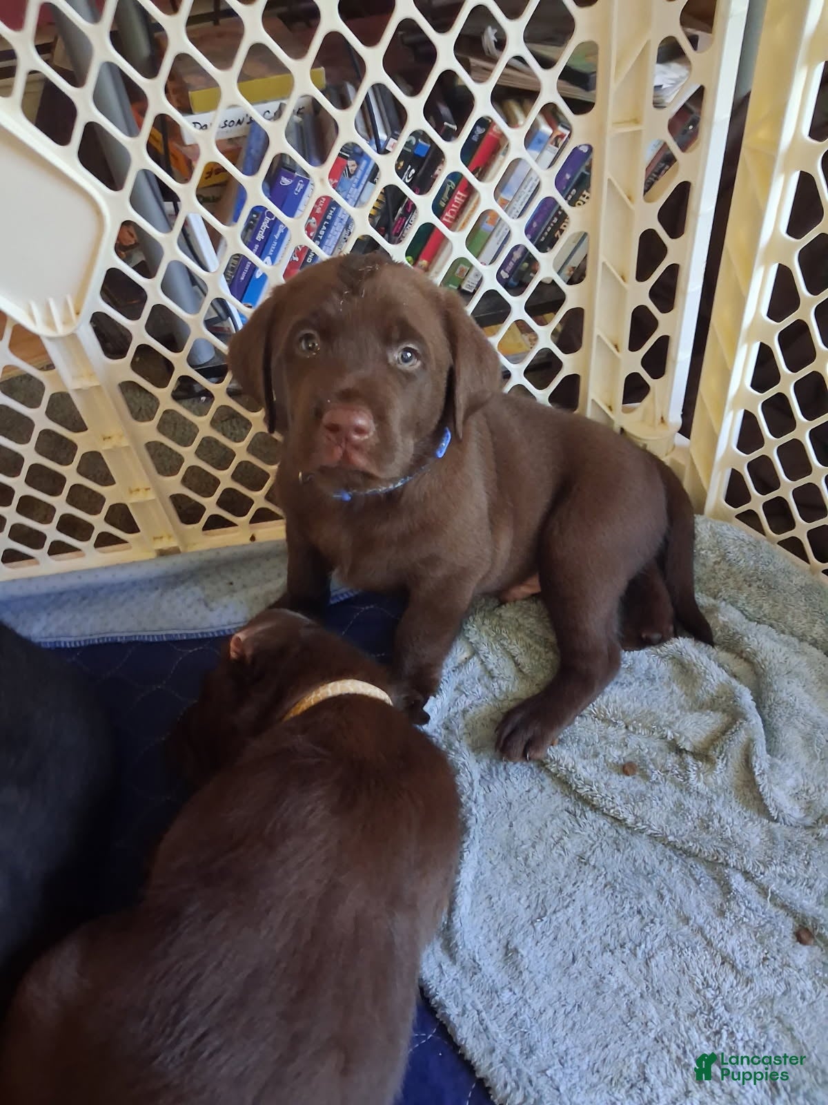 Labrador Retriever dogs Blue choclate male - Ad 28