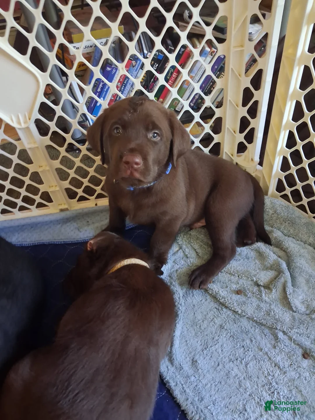 Labrador Retriever dogs for sale: Blue choclate male - Ad 1