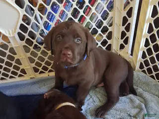 Labrador Retriever dogs Blue choclate male - Ad 28