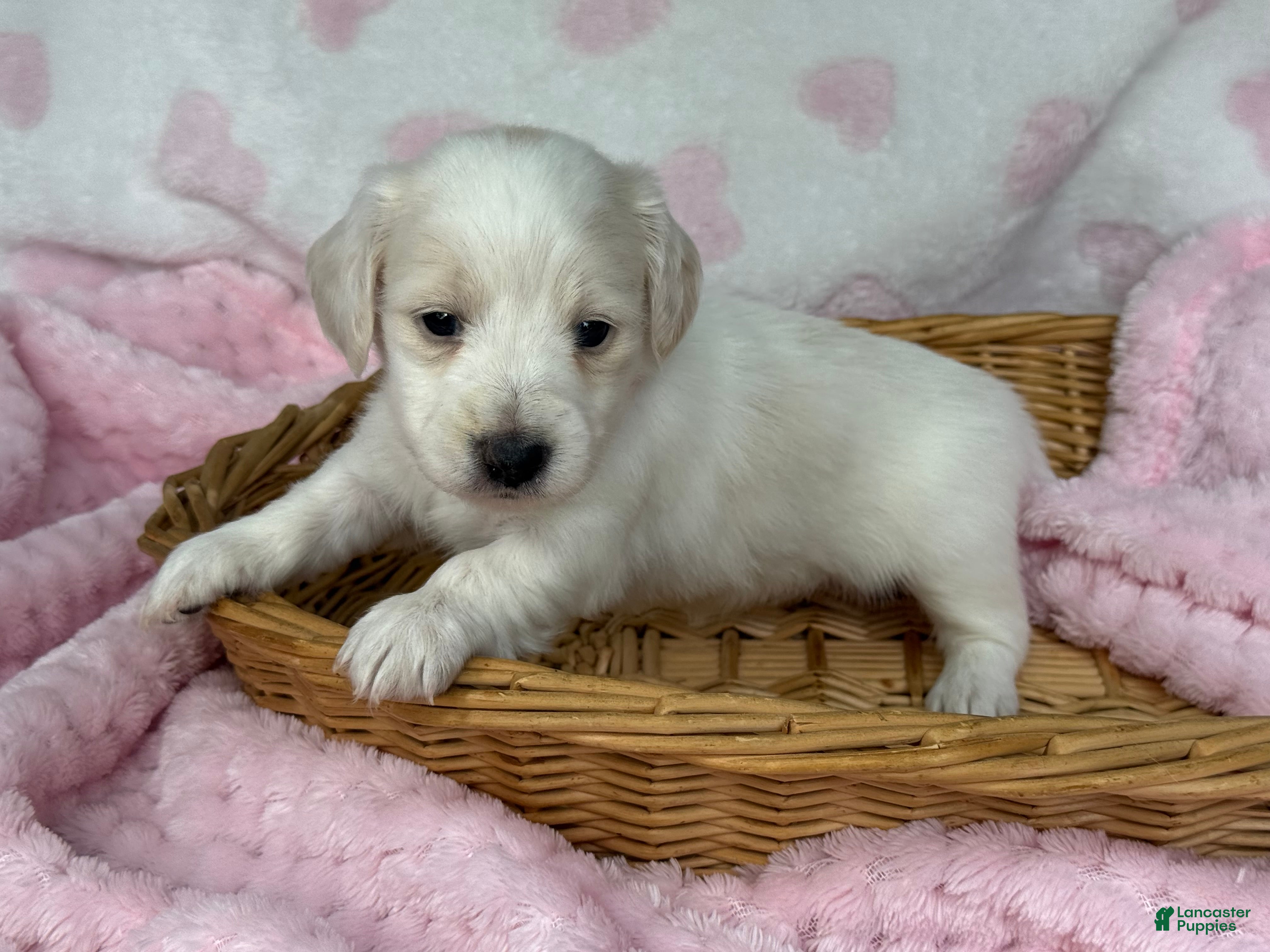 Miniature Dachshund dogs Pink collar girl - Ad 26