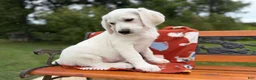 Mixed Breed dogs for sale: Frosty (Boy) - Ad 5