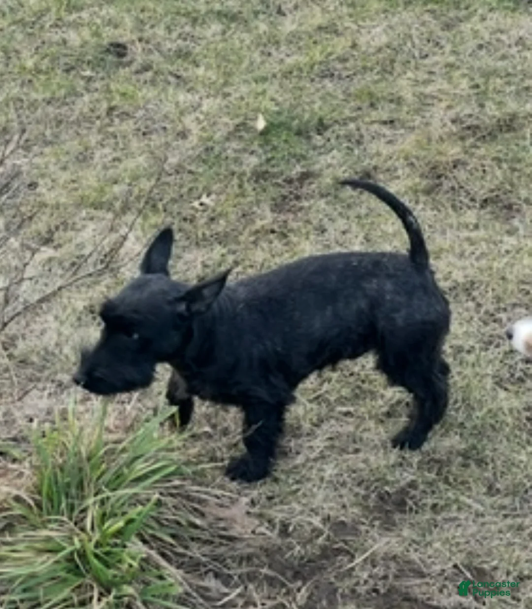 Scottish Terrier dogs for sale: Scottish Terrier Puppy 1 - Ad 4