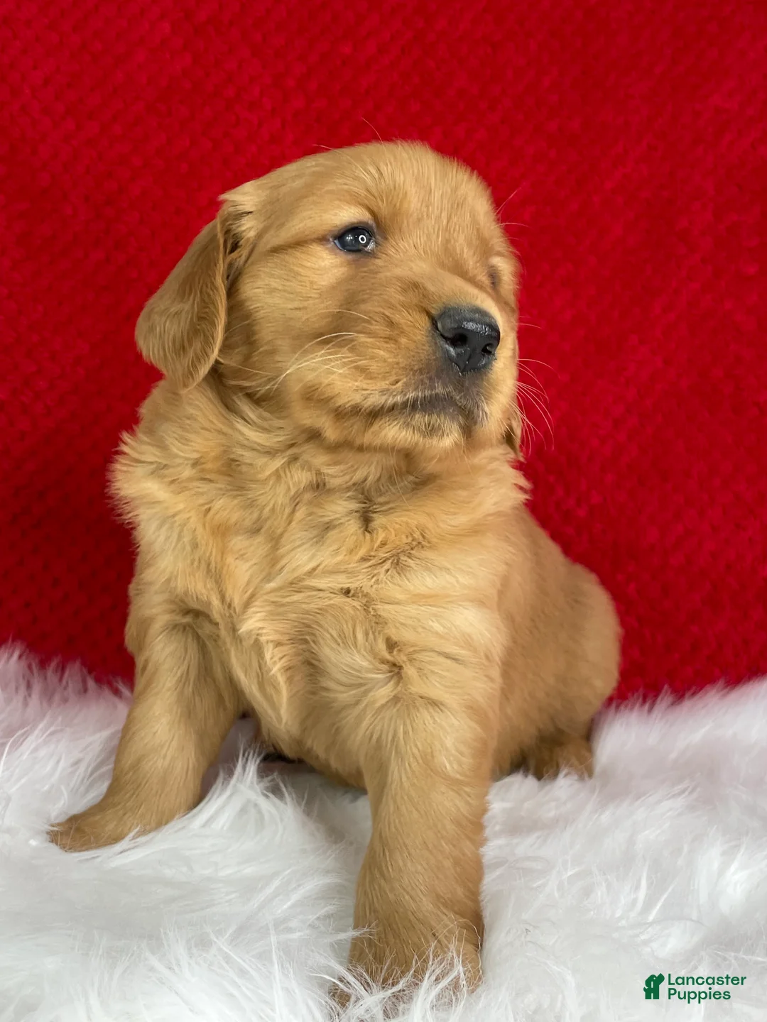Golden Retriever dogs for sale: Lily - Ad 2