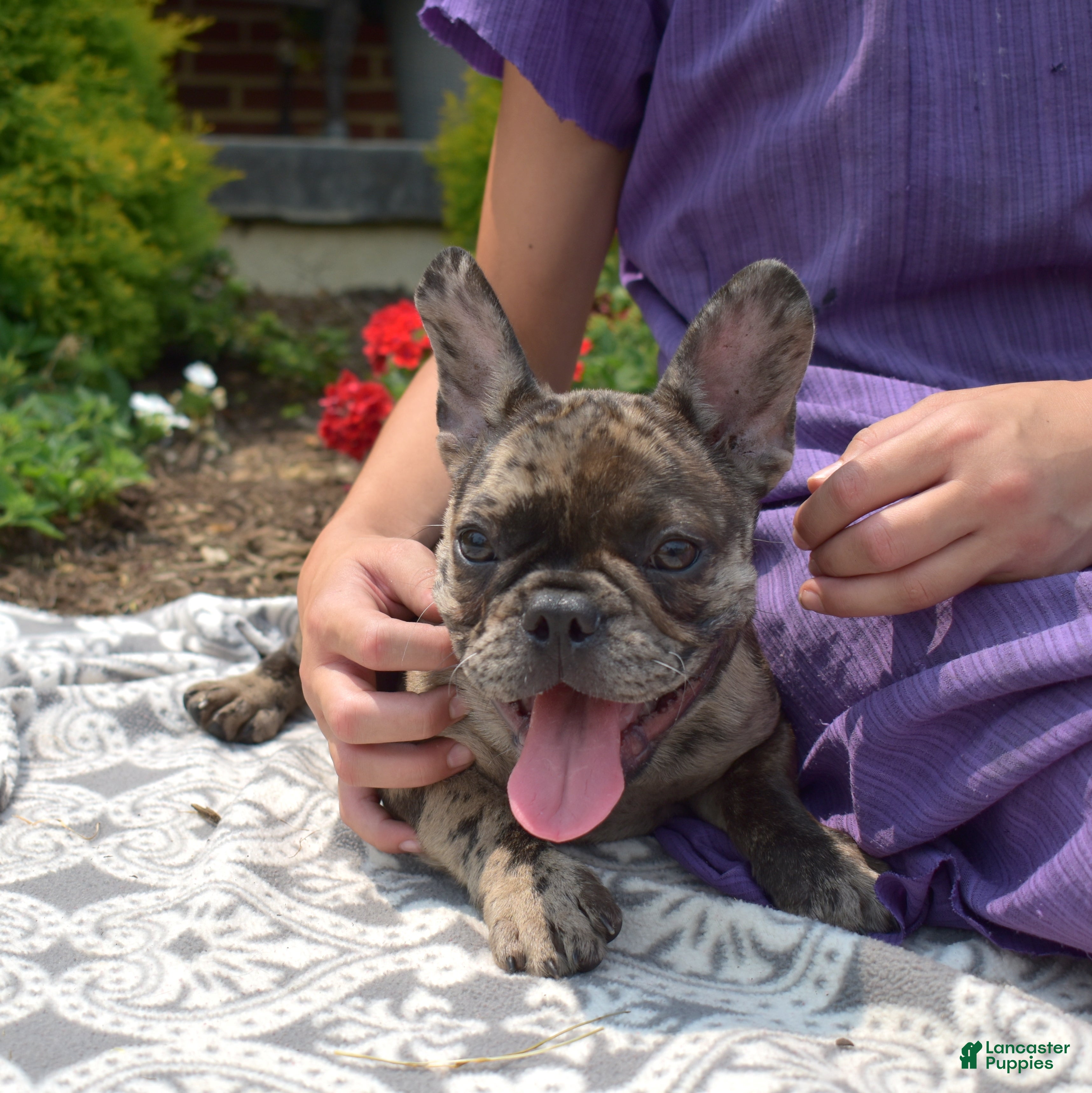 French Bulldog dogs Cove - Ad 1