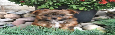 Baxter