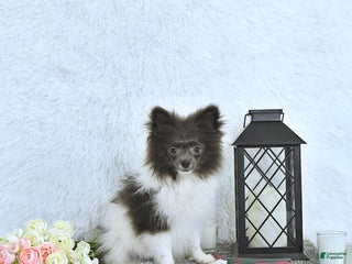 Pomeranian dogs Lana - Ad 11