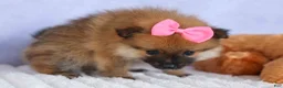 Pomeranian dogs for sale: Freya  - Ad 13