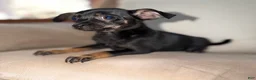 Chihuahua dogs for sale: Bella - Ad 3